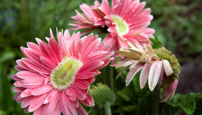 Birth month flowers and their meaning