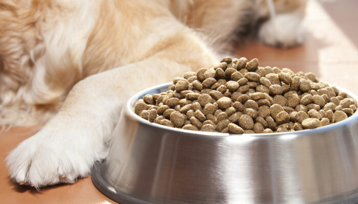 10 Dog Food Deals to Expect During Black Friday 2023